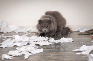 Why Do Cats Eat Paper? An Unexpected Journey Through Feline Fascinations and Behavioral Oddities